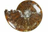 Polished Ammonite (Cleoniceras) Fossil - Madagascar #185487-1